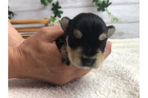 成約済の静岡県のミニチュアシュナウザー-98531の3枚目