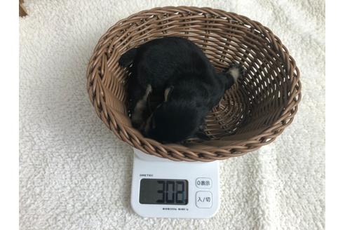 成約済の静岡県のミニチュアシュナウザー-98531の2枚目