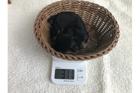 成約済の静岡県のミニチュアシュナウザー-98532の3枚目