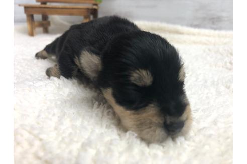 成約済の静岡県のミニチュアシュナウザー-98532の2枚目