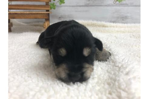 成約済の静岡県のミニチュアシュナウザー-98532の1枚目