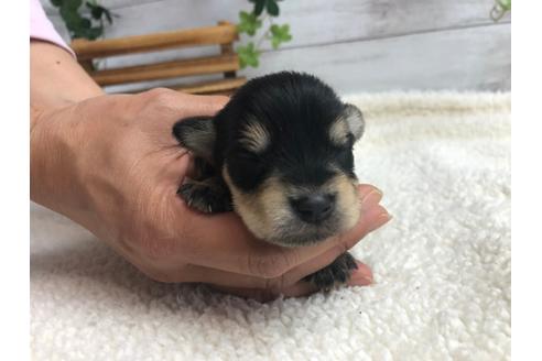 成約済の静岡県のミニチュアシュナウザー-98533の4枚目