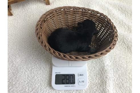 成約済の静岡県のミニチュアシュナウザー-98533の2枚目