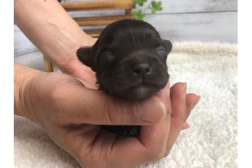 成約済の静岡県のチワプー:チワワ×トイプードル-98535の1枚目