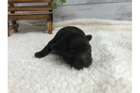 成約済の静岡県のチワプー:チワワ×トイプードル-98535の5枚目