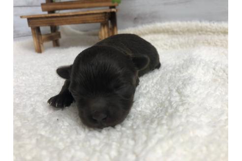 成約済の静岡県のチワプー:チワワ×トイプードル-98535の4枚目