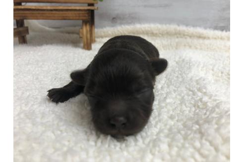 成約済の静岡県のチワプー:チワワ×トイプードル-98535の3枚目