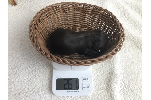 成約済の静岡県のチワプー:チワワ×トイプードル-98535の2枚目