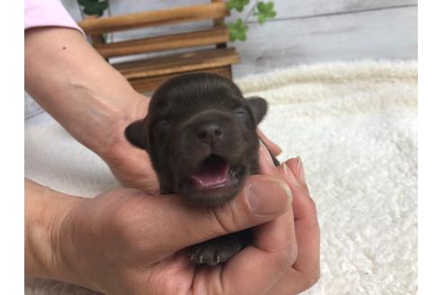 成約済の静岡県のチワプー:チワワ×トイプードル-98536の6枚目