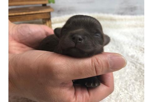 成約済の静岡県のチワプー:チワワ×トイプードル-98536の1枚目