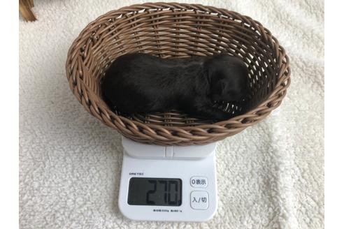 成約済の静岡県のチワプー:チワワ×トイプードル-98536の4枚目