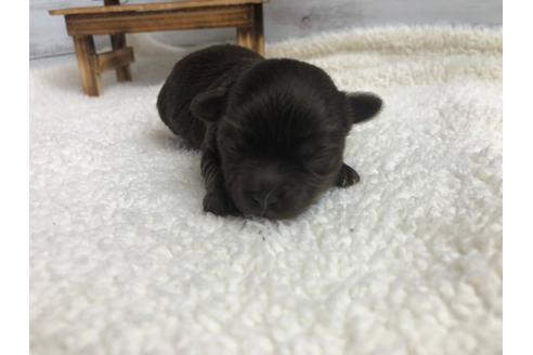 成約済の静岡県のチワプー:チワワ×トイプードル-98536の5枚目