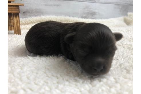 成約済の静岡県のチワプー:チワワ×トイプードル-98536の2枚目