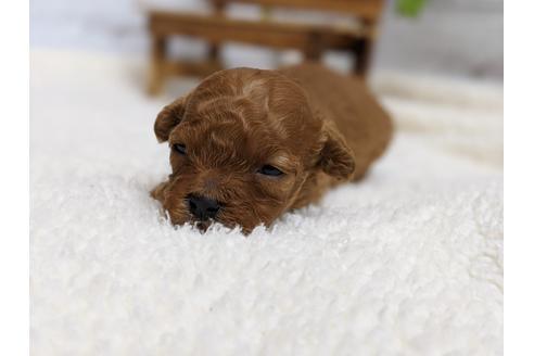 成約済の静岡県のタイニープードル-98537の6枚目