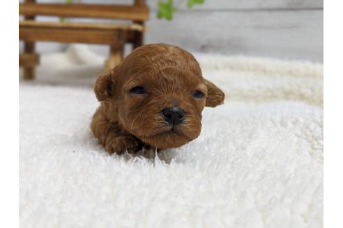 成約済の静岡県のタイニープードル-98537の4枚目