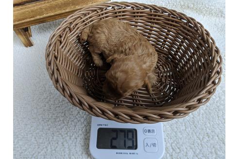 成約済の静岡県のタイニープードル-98537の5枚目