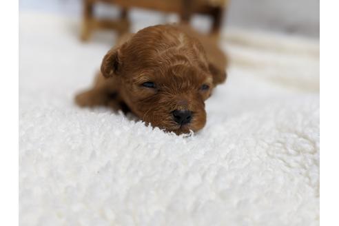 成約済の静岡県のタイニープードル-98537の3枚目