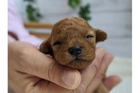 成約済の静岡県のタイニープードル-98537の2枚目
