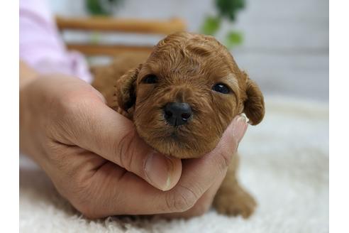 成約済の静岡県のトイプードル-98538