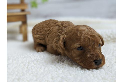 成約済の静岡県のトイプードル-98538の2枚目
