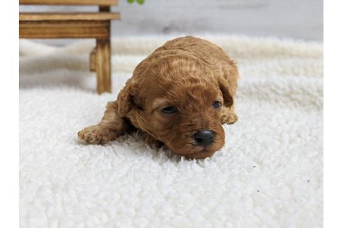 成約済の静岡県のタイニープードル-98539の3枚目