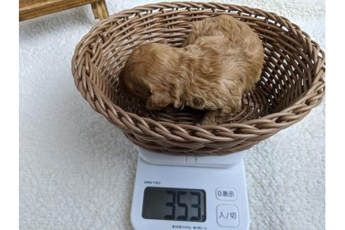 成約済の静岡県のタイニープードル-98539の4枚目