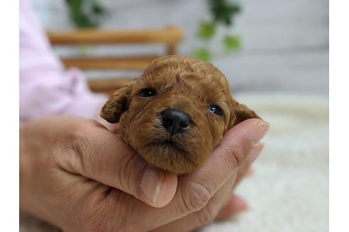 成約済の静岡県のタイニープードル-98539の2枚目