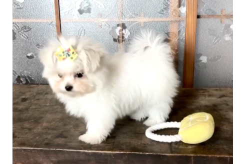 青森県のマルチーズ 男の子 03 18生まれ 可愛らしいマルチーズ 子犬id ブリーダーナビ