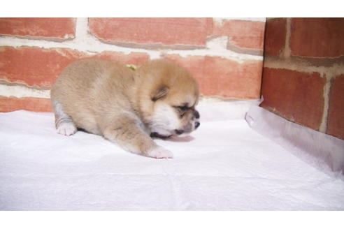 成約済の福岡県の豆柴-97690の12枚目