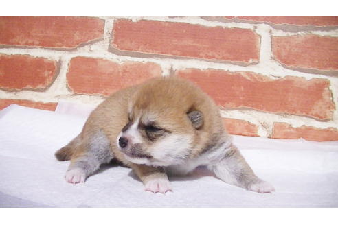 成約済の福岡県の豆柴-97690の11枚目