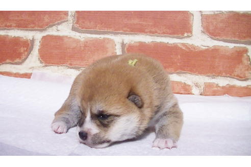 成約済の福岡県の豆柴-97690の10枚目