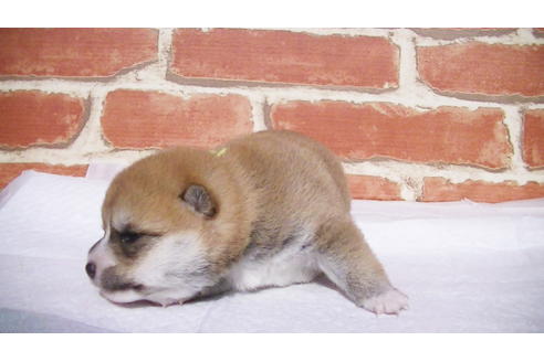 成約済の福岡県の豆柴-97690の9枚目