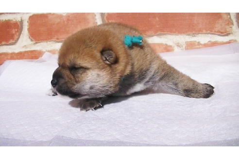 成約済の福岡県の豆柴-97694の8枚目