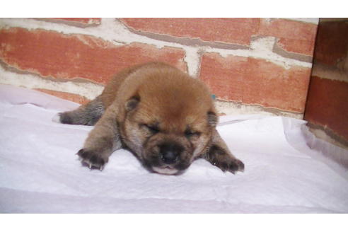 成約済の福岡県の豆柴-97694の7枚目