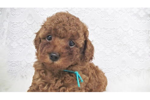 成約済の福岡県のタイニープードル-95186の1枚目