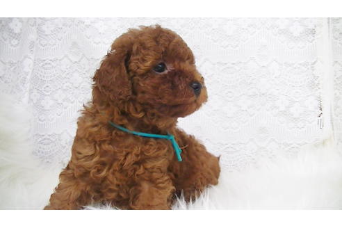 成約済の福岡県のタイニープードル-95186の4枚目