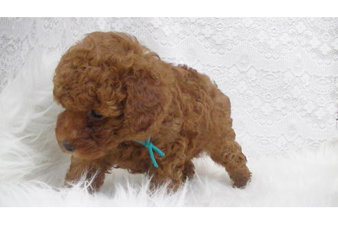 成約済の福岡県のタイニープードル-95186の3枚目