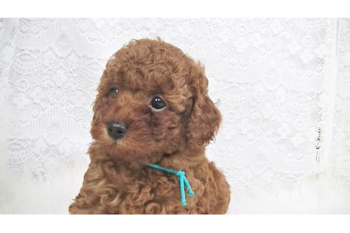 成約済の福岡県のタイニープードル-95186の2枚目