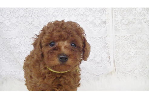 成約済の福岡県のタイニープードル-95187の3枚目