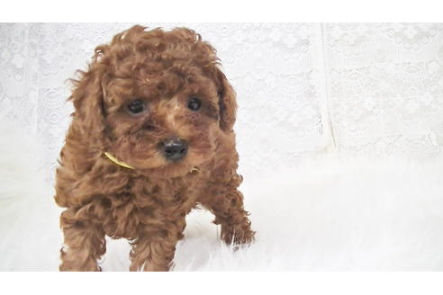 成約済の福岡県のタイニープードル-95187の1枚目