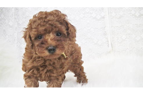 成約済の福岡県のタイニープードル-95187の2枚目