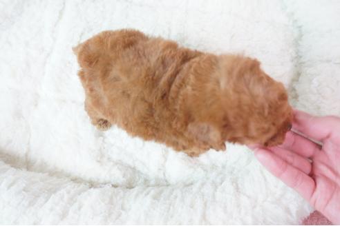 成約済の奈良県のトイプードル-98609の4枚目