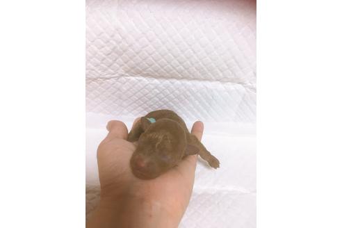 成約済の福岡県のタイニープードル-98612の2枚目