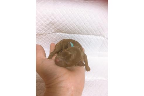 成約済の福岡県のタイニープードル-98612の1枚目