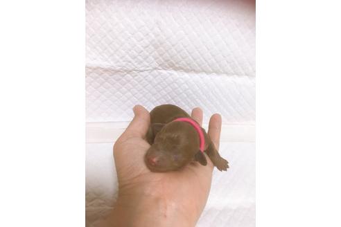 成約済の福岡県のタイニープードル-98616の3枚目