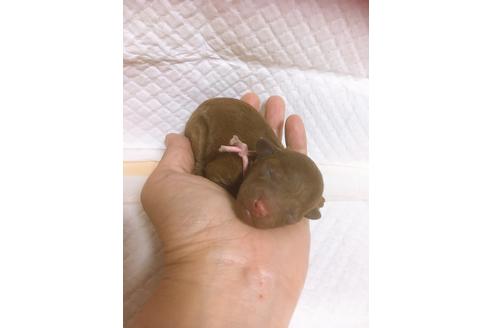 成約済の福岡県のタイニープードル-98617の7枚目