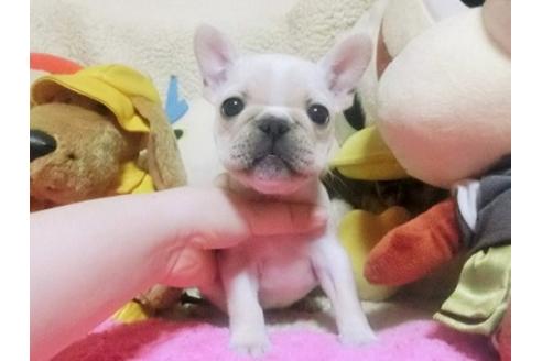 成約済の群馬県のフレンチブルドッグ-98622の1枚目