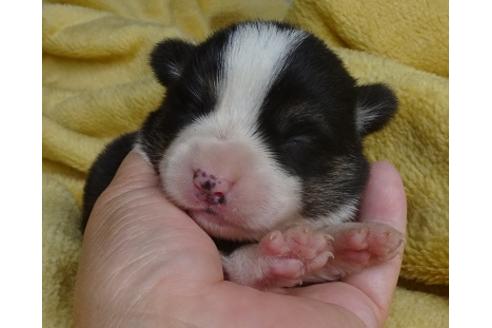 成約済の島根県のウェルシュコーギーペンブローク-98171