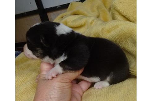 成約済の島根県のウェルシュコーギーペンブローク-98171の4枚目