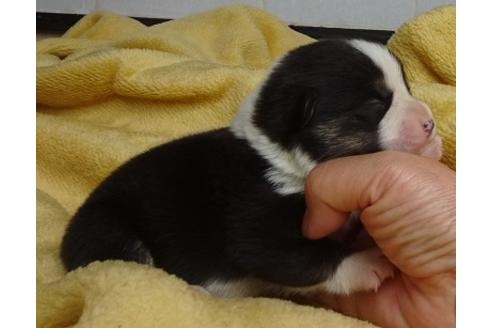 成約済の島根県のウェルシュコーギーペンブローク-98171の3枚目